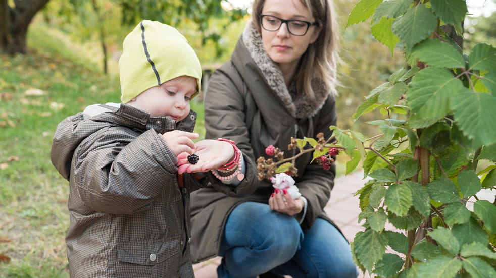 Start walking as a family: foraging for blackberries
